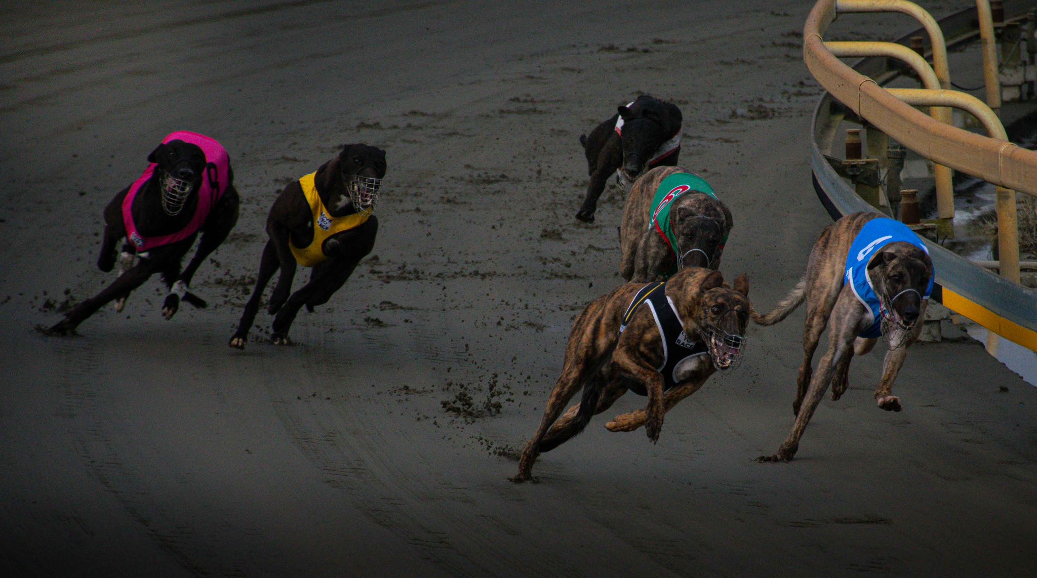 Roso picks flying Hatrick Dogs under the Friday Night lights