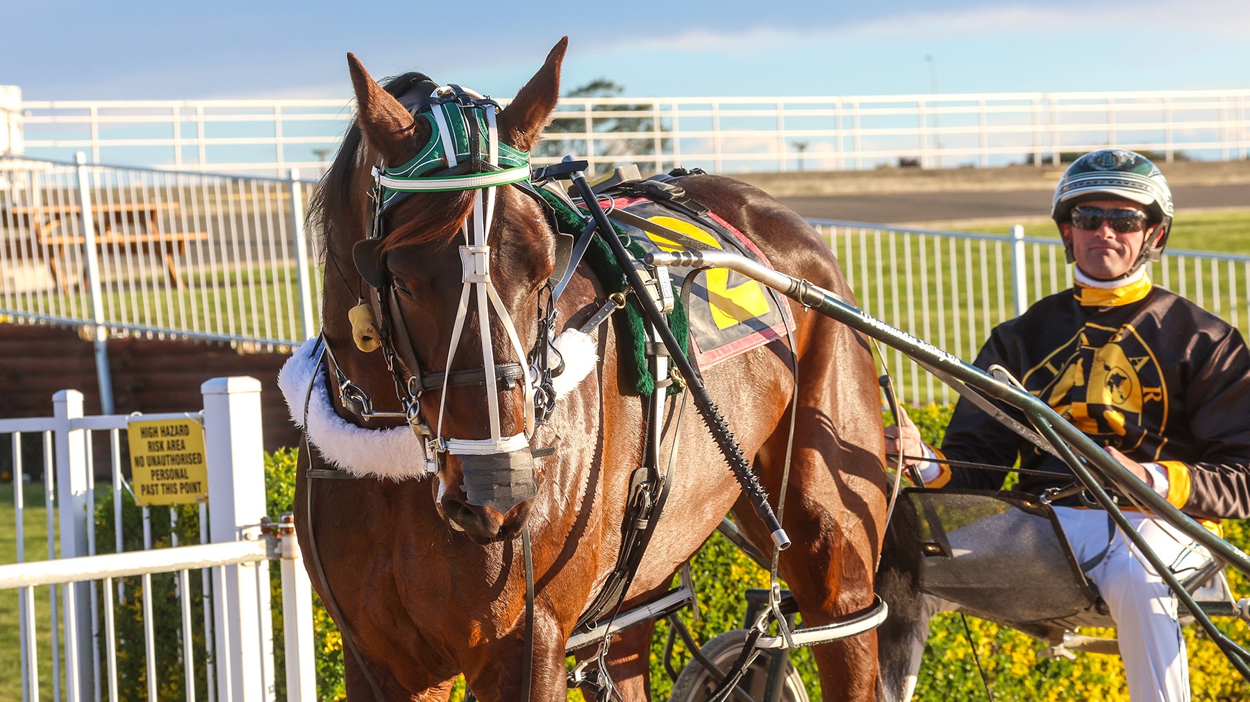 The Lazarus Effect peaking for Kaikoura feature