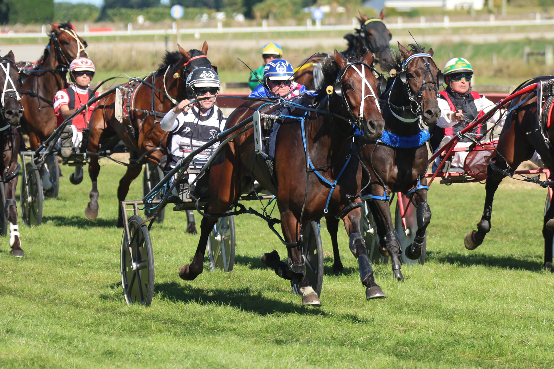 Super grass-track mare chases rare feat at Timaru