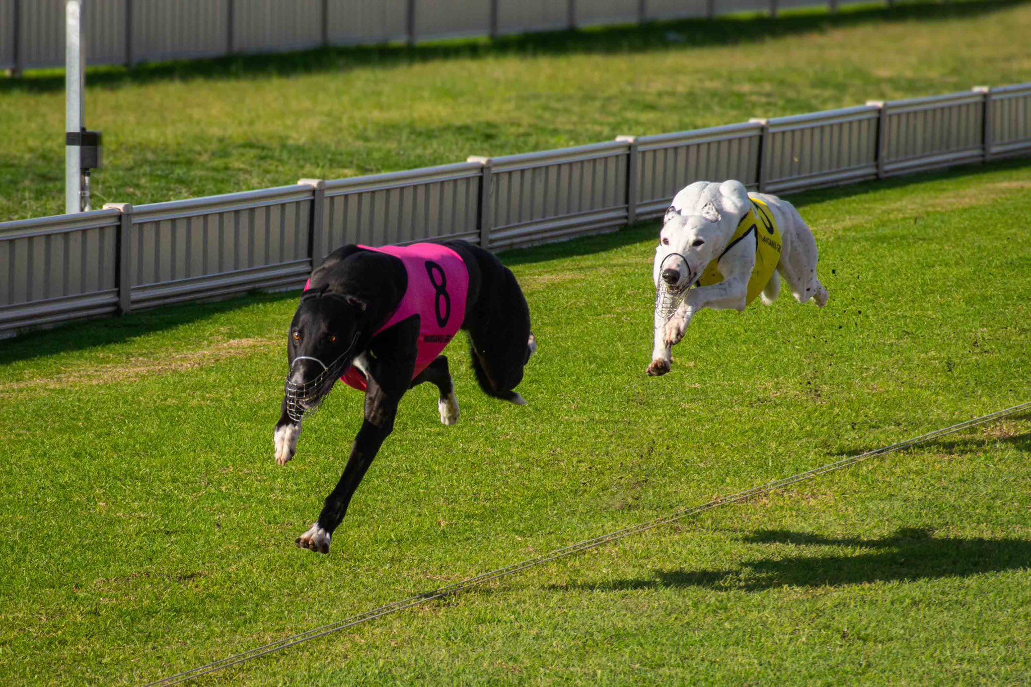 Roso's picks for Tuesday's dash at the Whanganui Straight