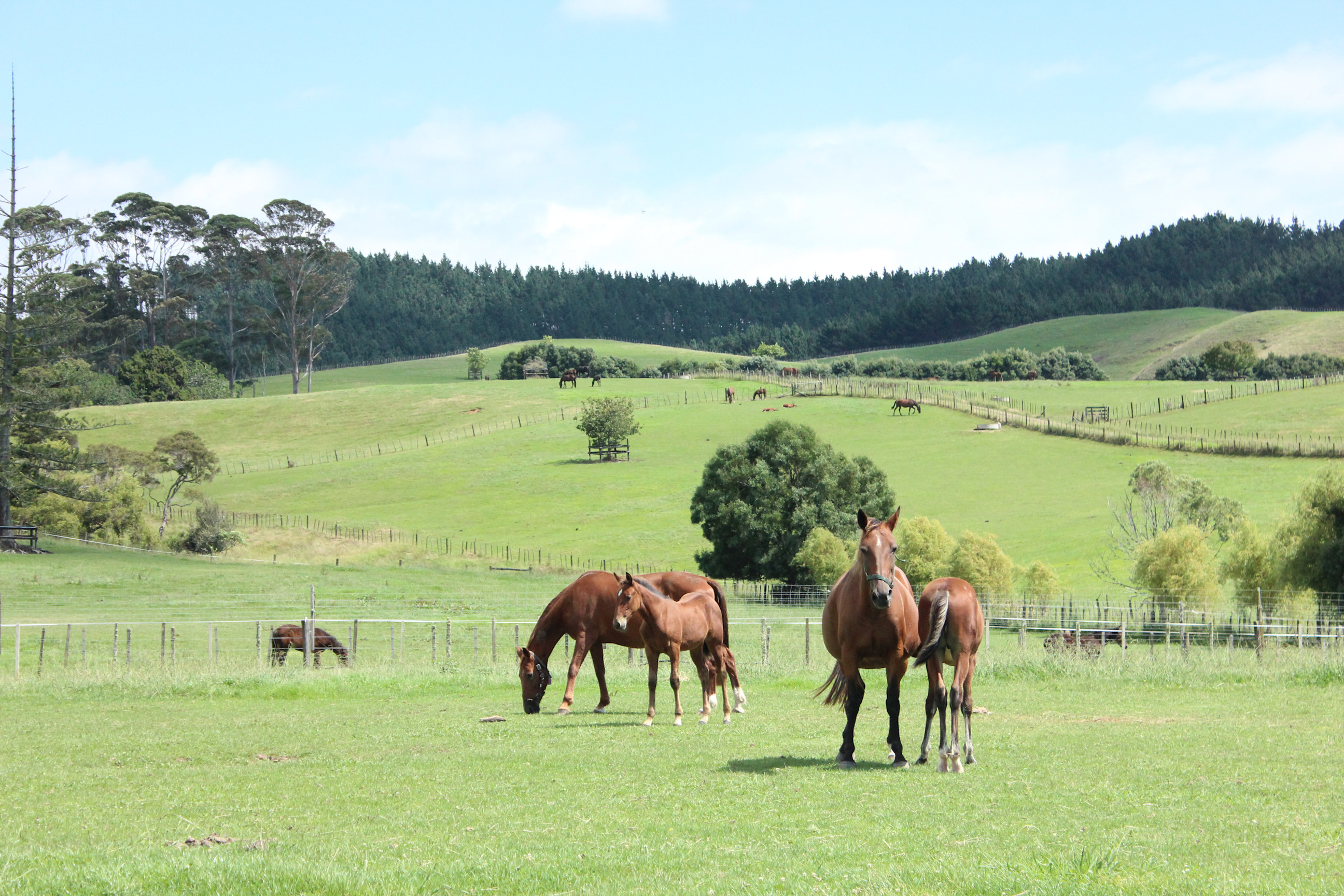 Arresting the decline – HRNZ rolls out $1.4 million breeding stimulus