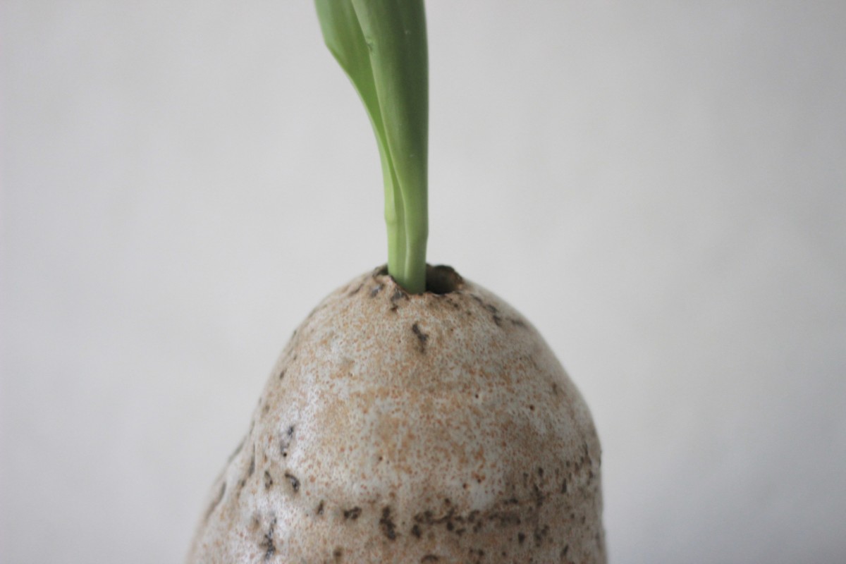 Glazed terra nigra clay vase with plant on gray background close shot