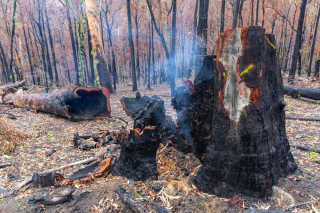 Bushfire recovery