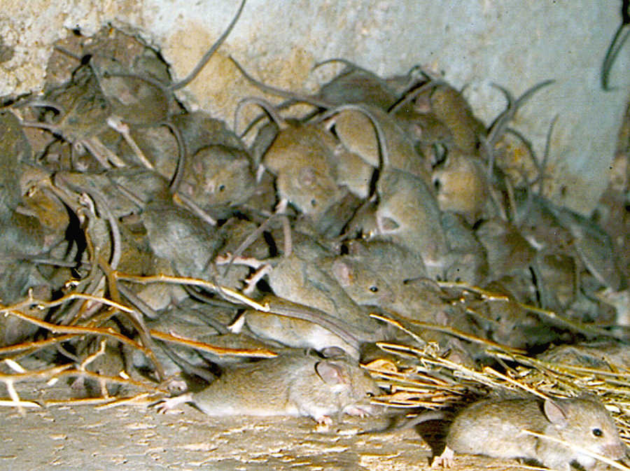 CSIRO Mouse plague