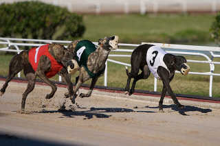 Greyhound Racing