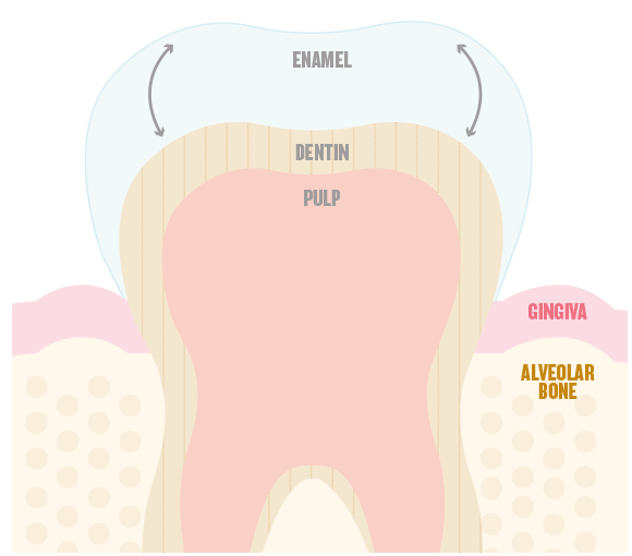 https://www.listerine.com.ph/sites/listerine_ph/files/tooth-visual.png