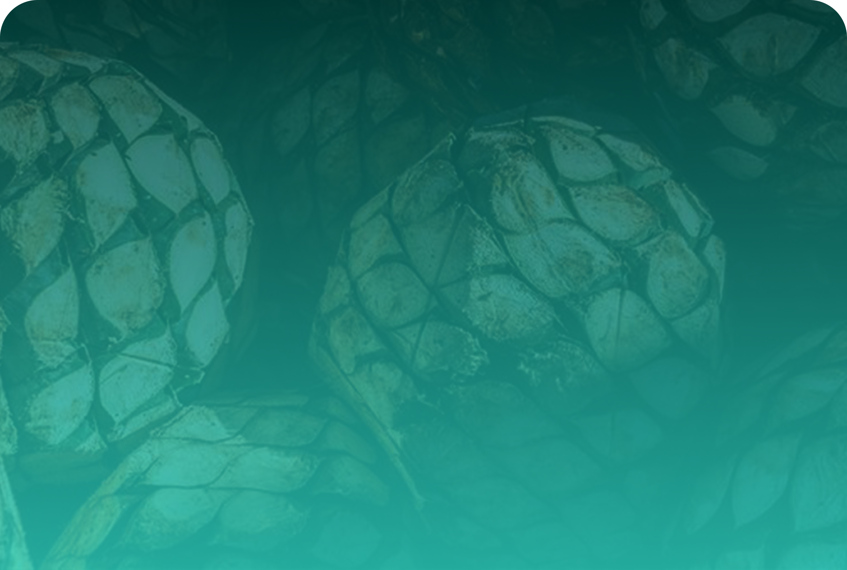 A closeup of a batch of cut agave piñas.