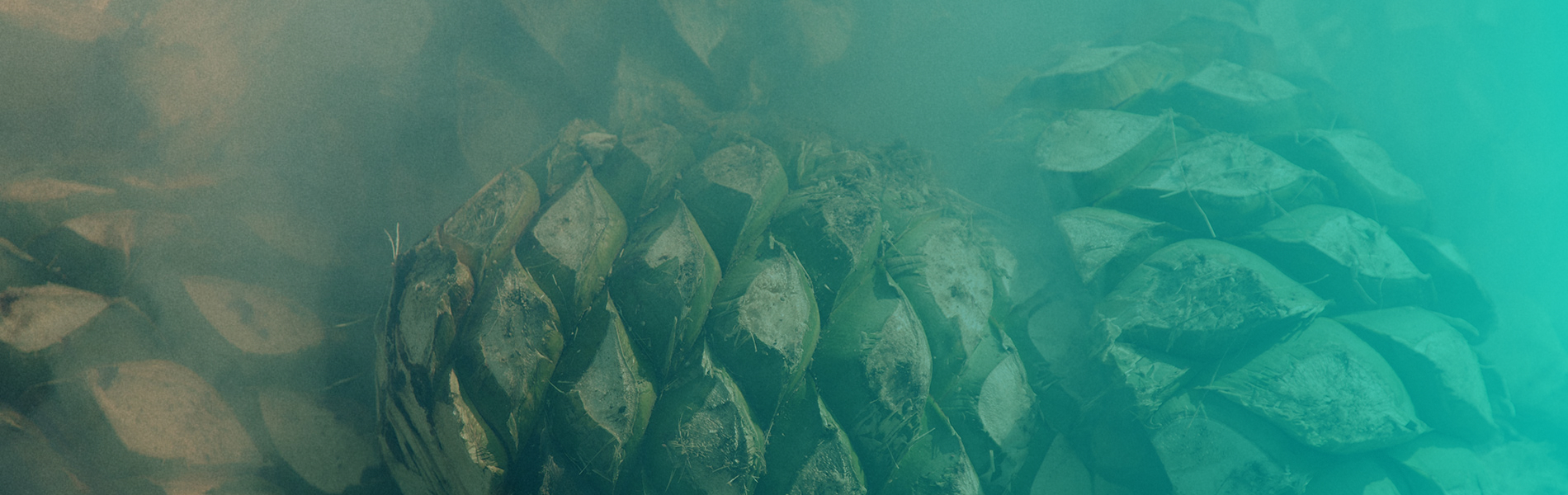Pinas roasting with a turquoise gradient overlay on the right side of the image.