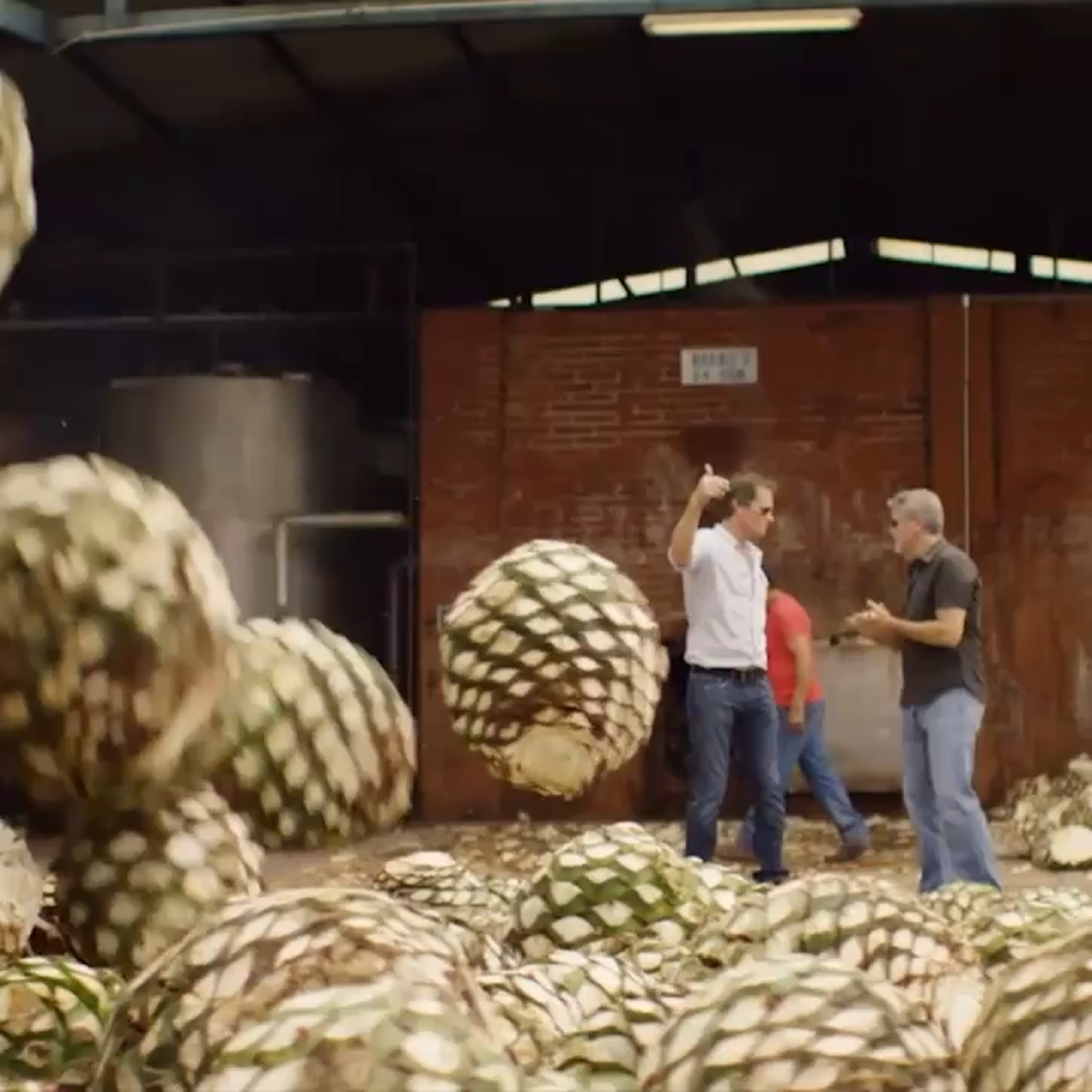 El agave azul en un almacén y unos trabajadores hablando