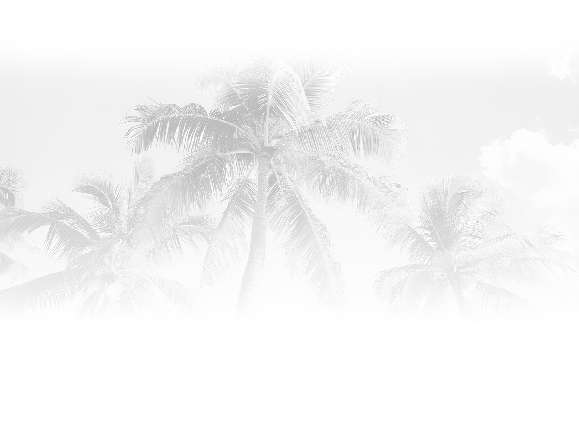 Palm trees