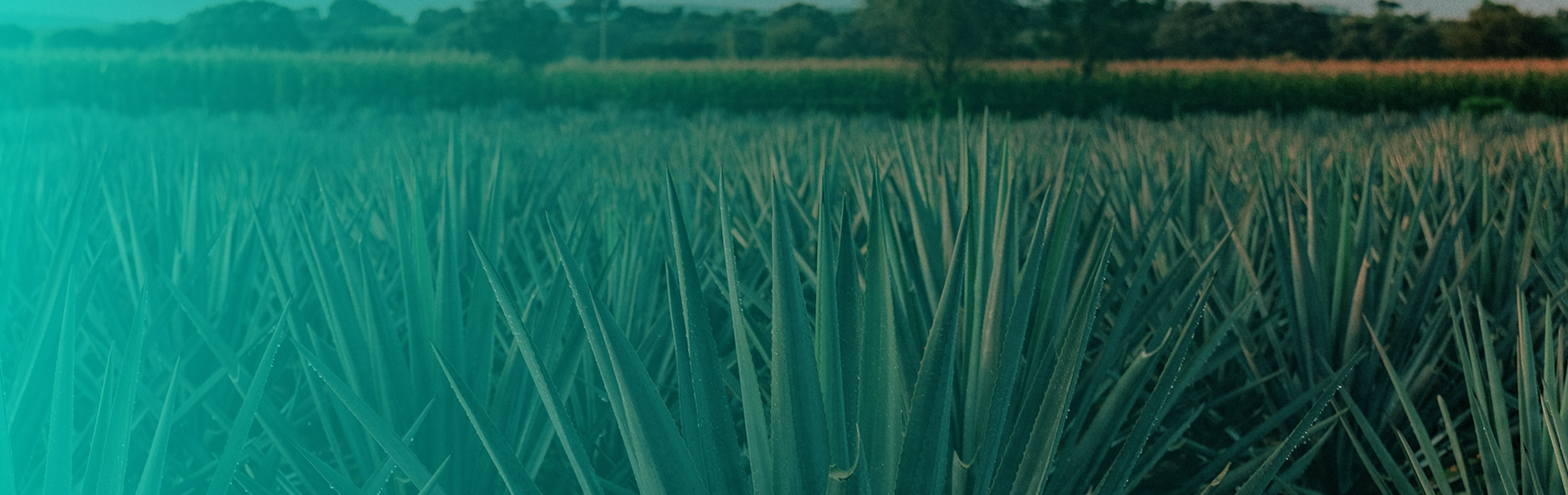 An agave field with a turquoise gradient overlay on the left side of the image.