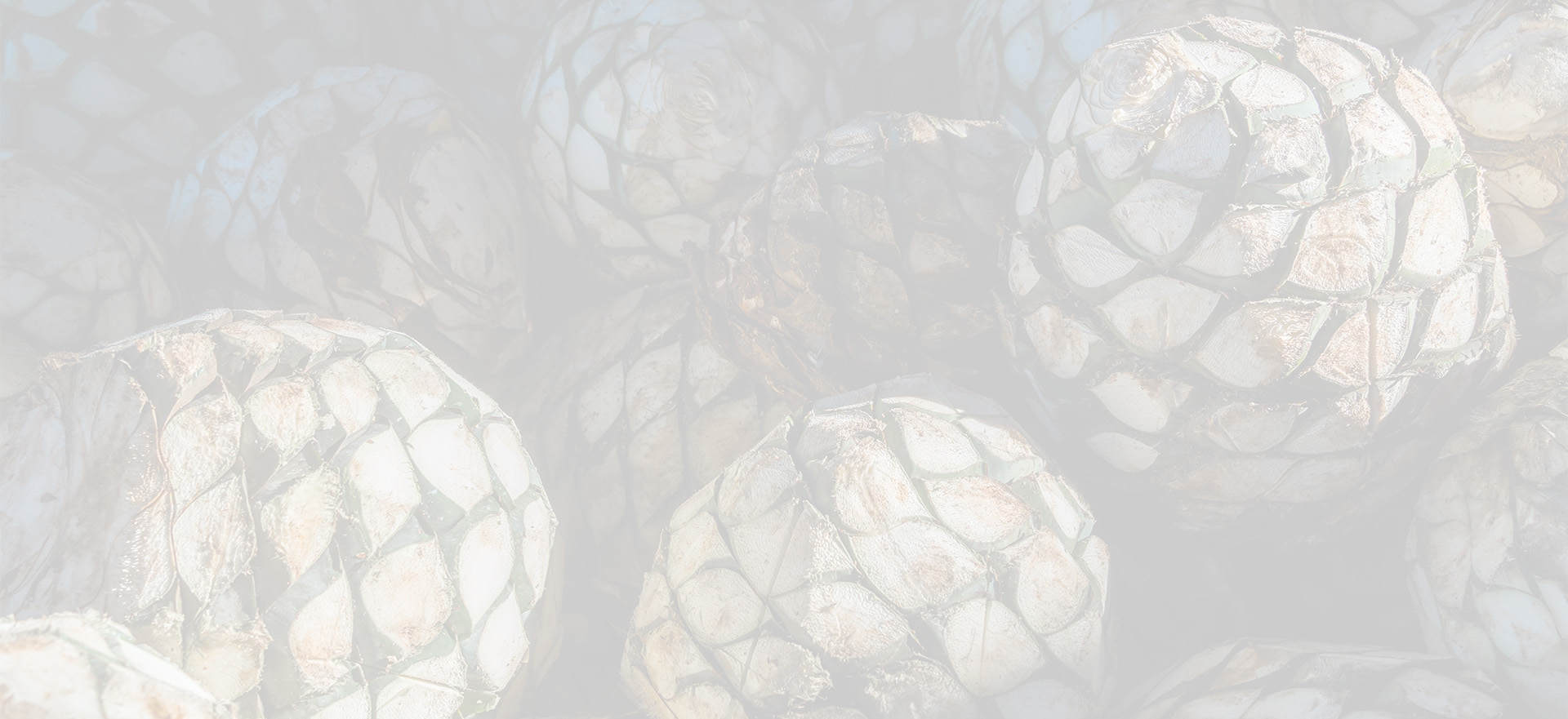 A pile of piñas, the heart of the agave plant.