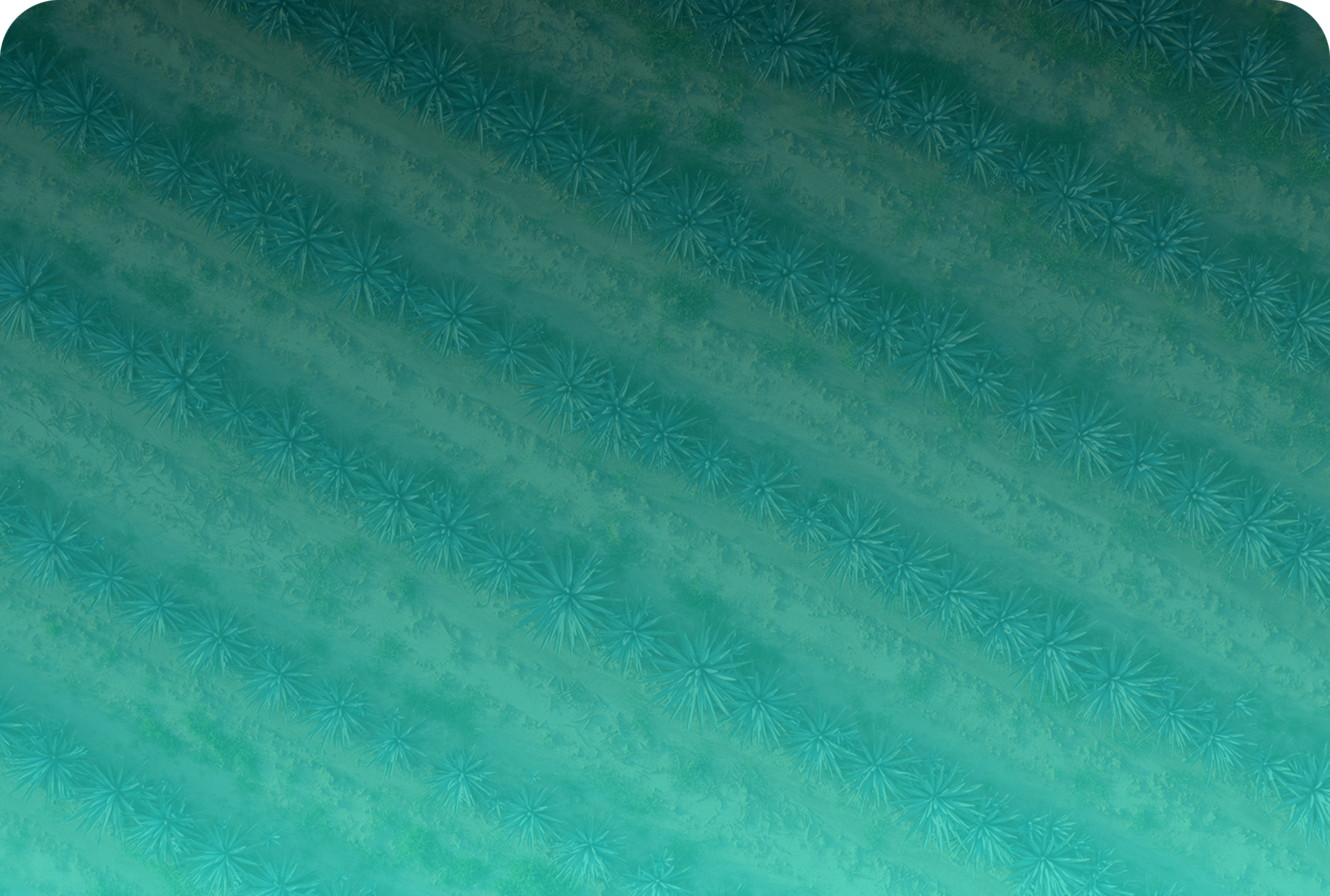 A birds eye view of a Blue Agave field.