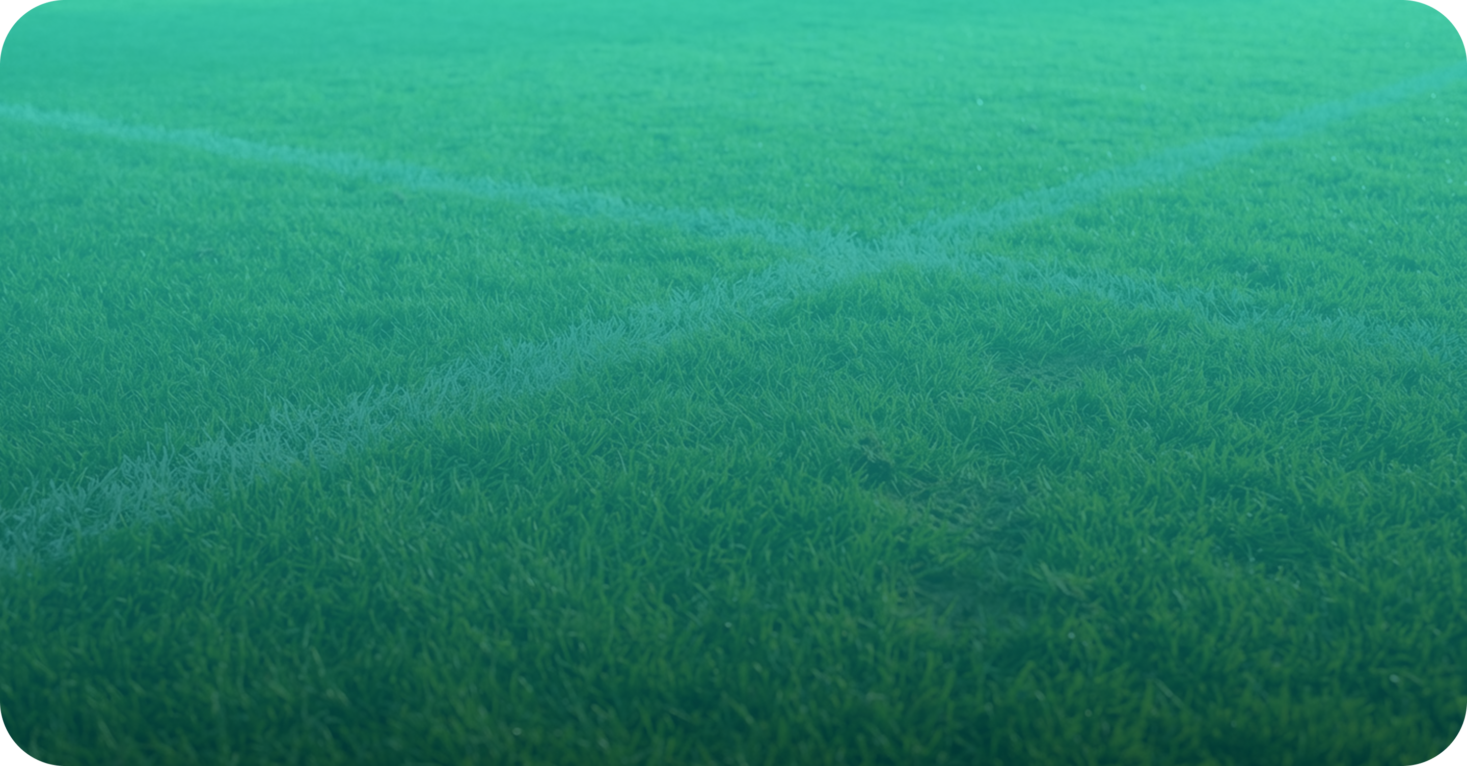 A close up of green turf.