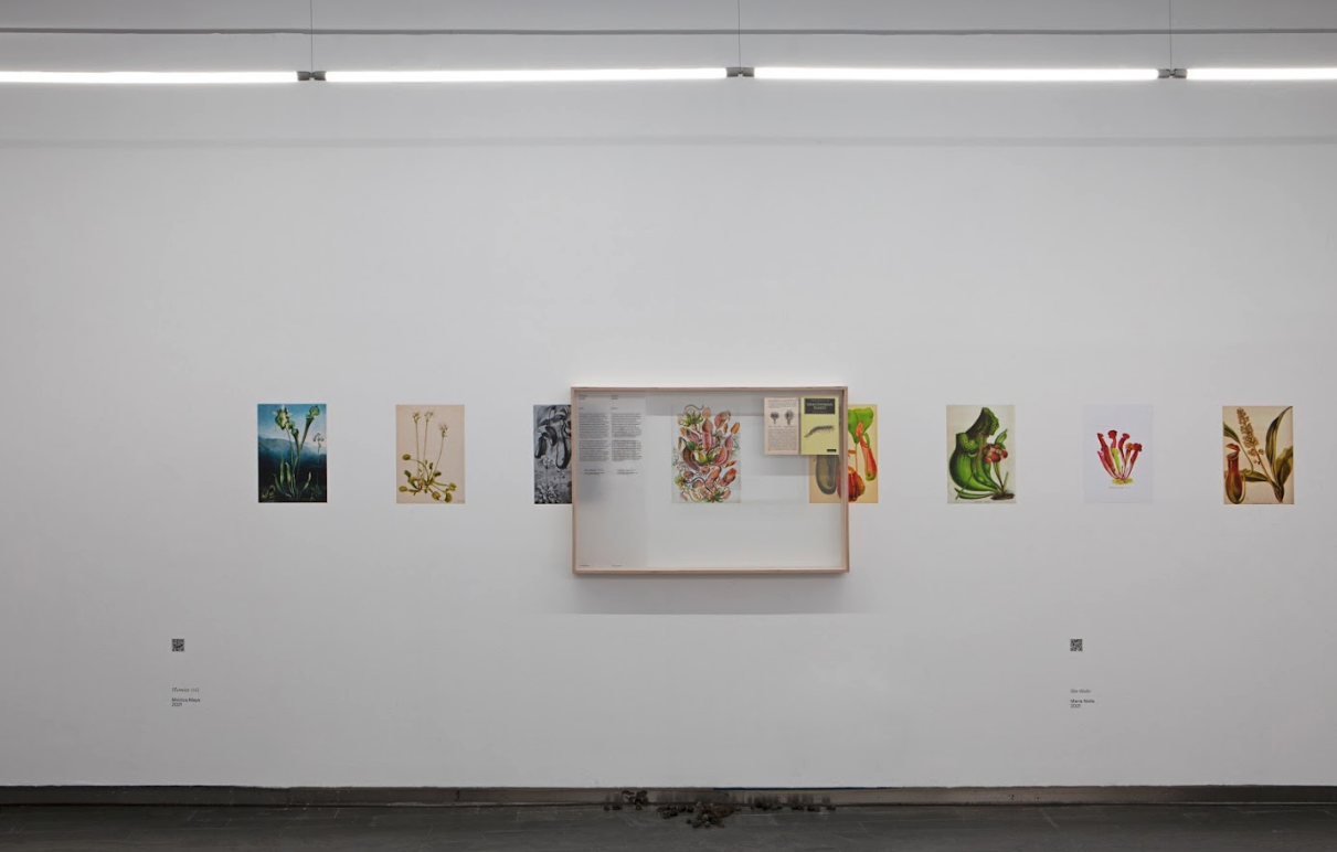 Children of Compost, A Green Jade Lake, 2021