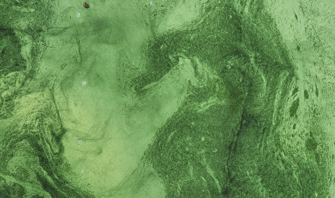 Fog and Stone. Photo Institute for Postnatural Studies