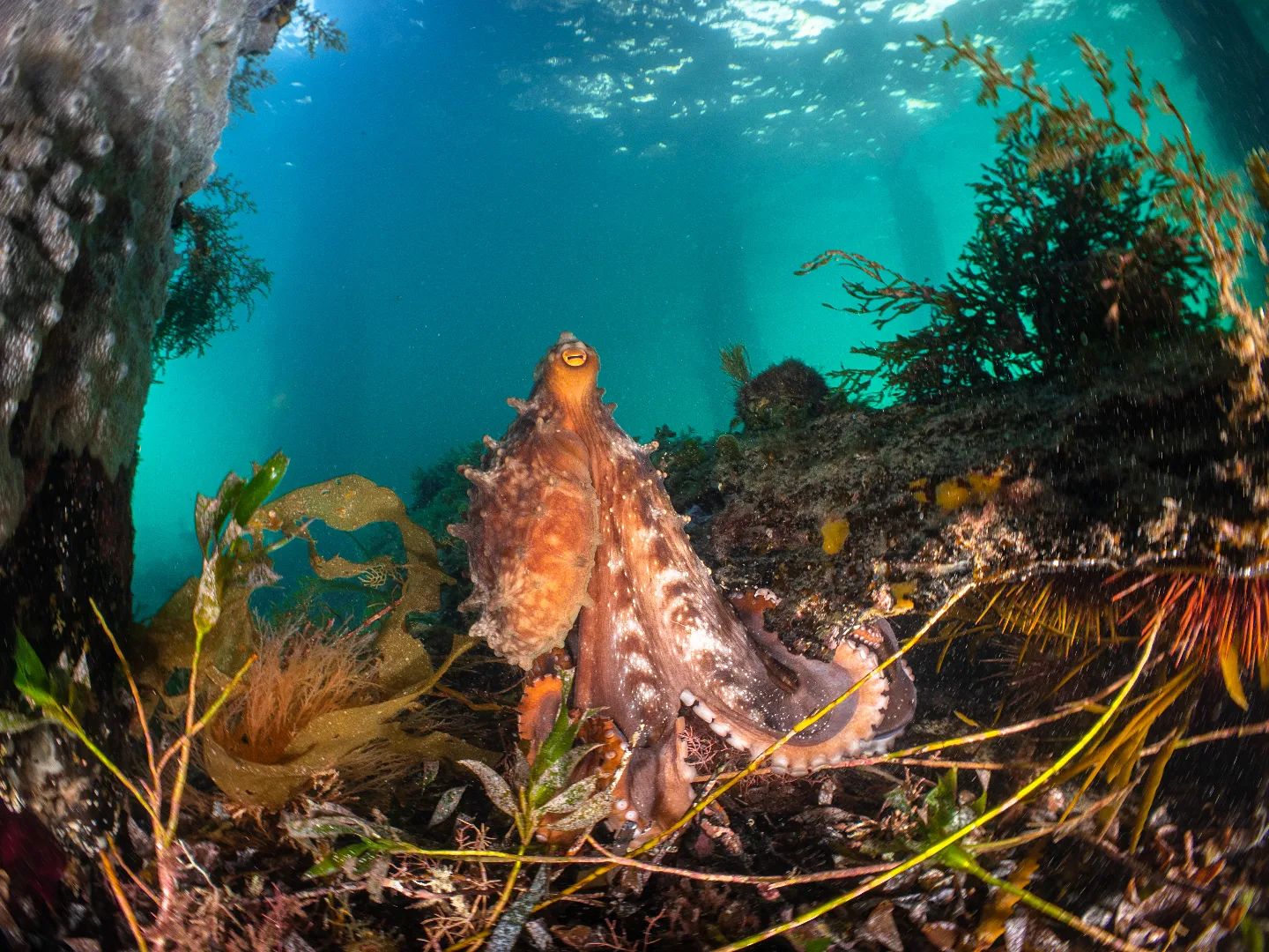 Testoni, Matt (2022). Maori Octopus