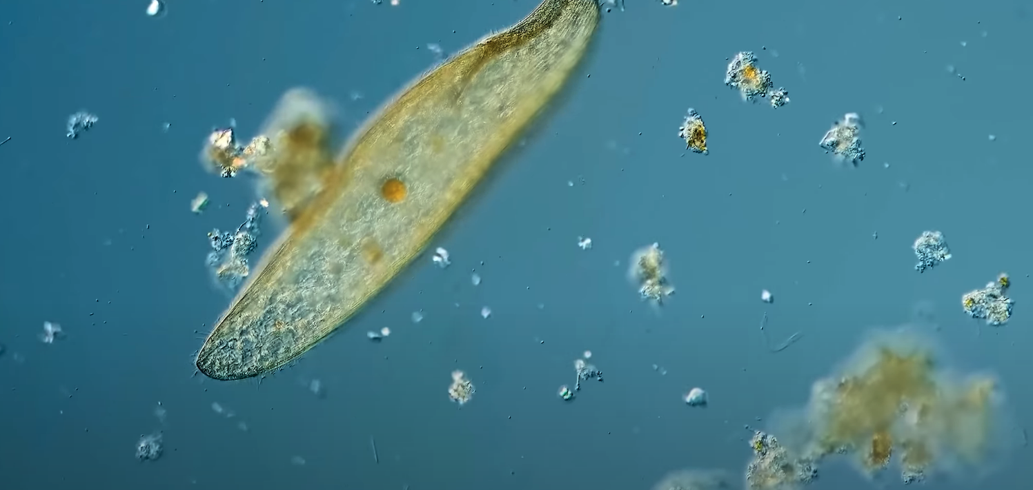 A Microscopic Tour of Death | Compilation, Journey to the Microcosmos, Youtube