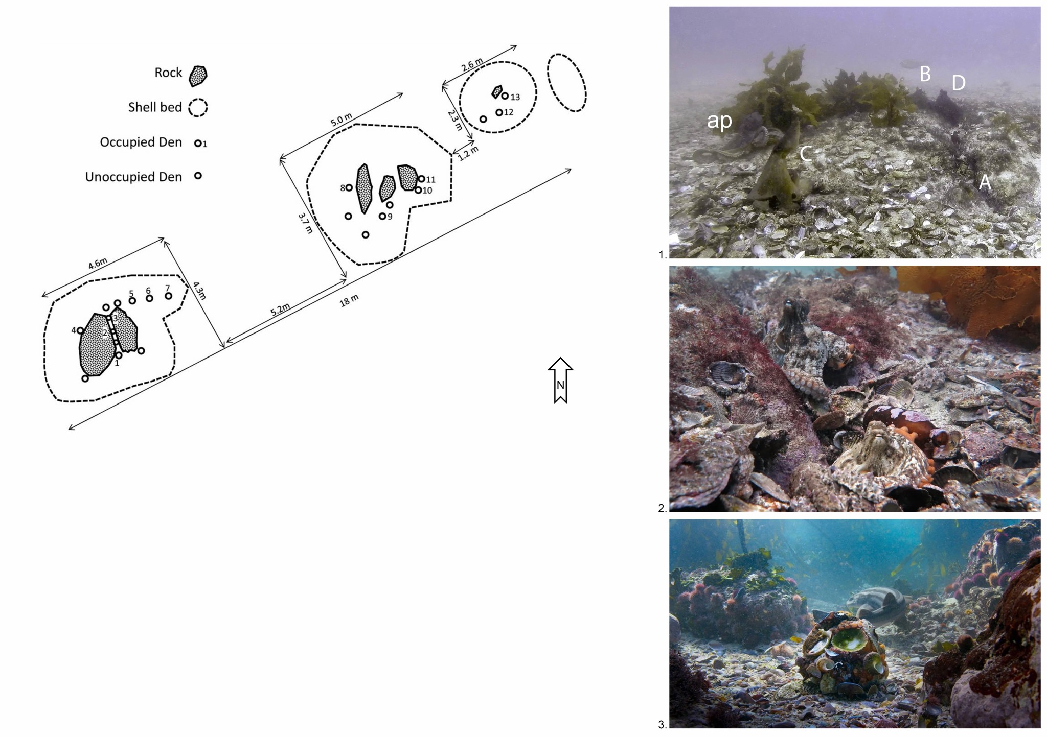 Diagram and images of Octlantis, the newly found octopus colony where different specimens cohabitate in a self produced environment.