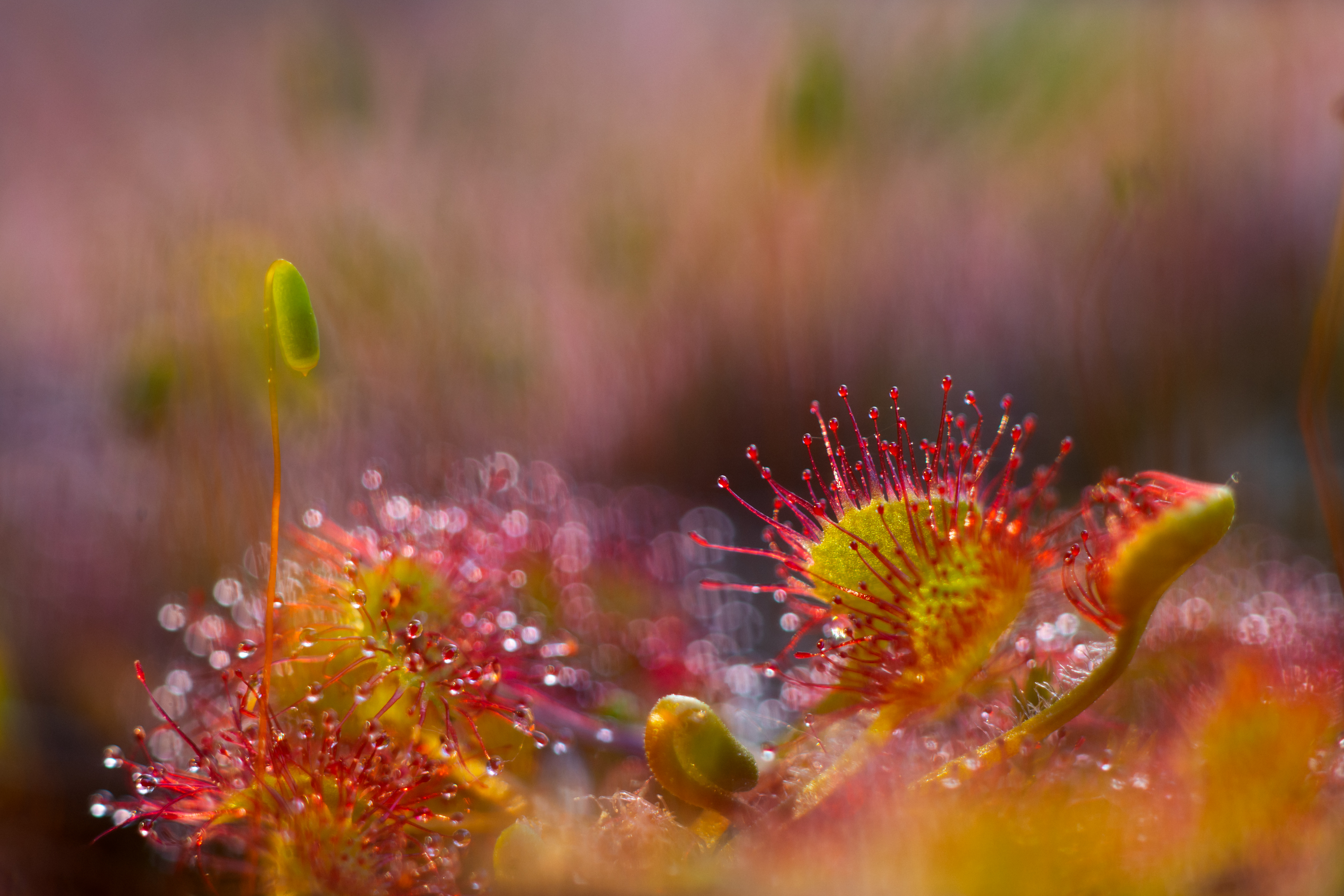 -Polytrichum 5 Drosera rotundifolia 5- (52138901536)