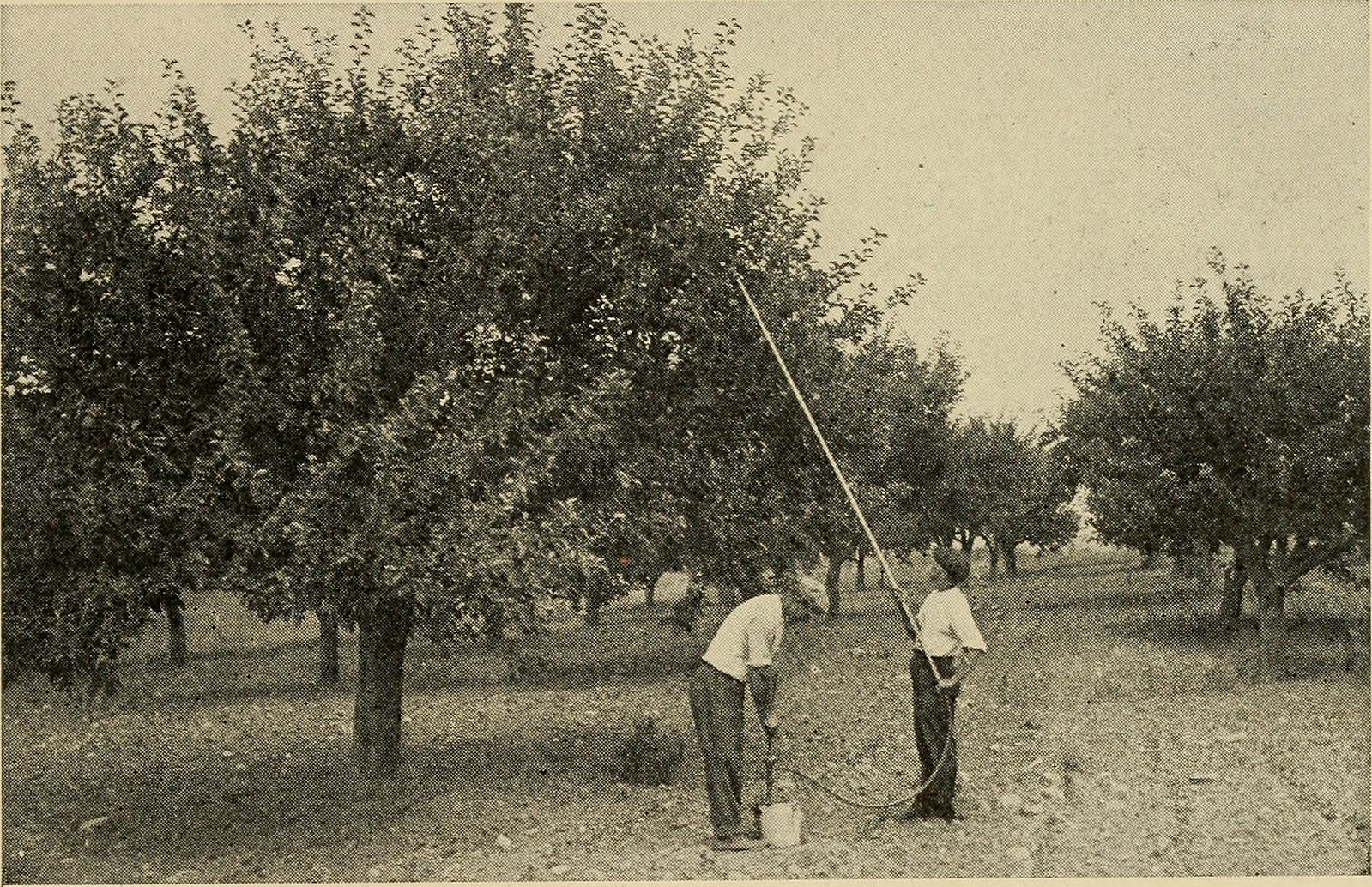 Productive orcharding, modern methods of growing and marketing fruit (1917) (14780241382)