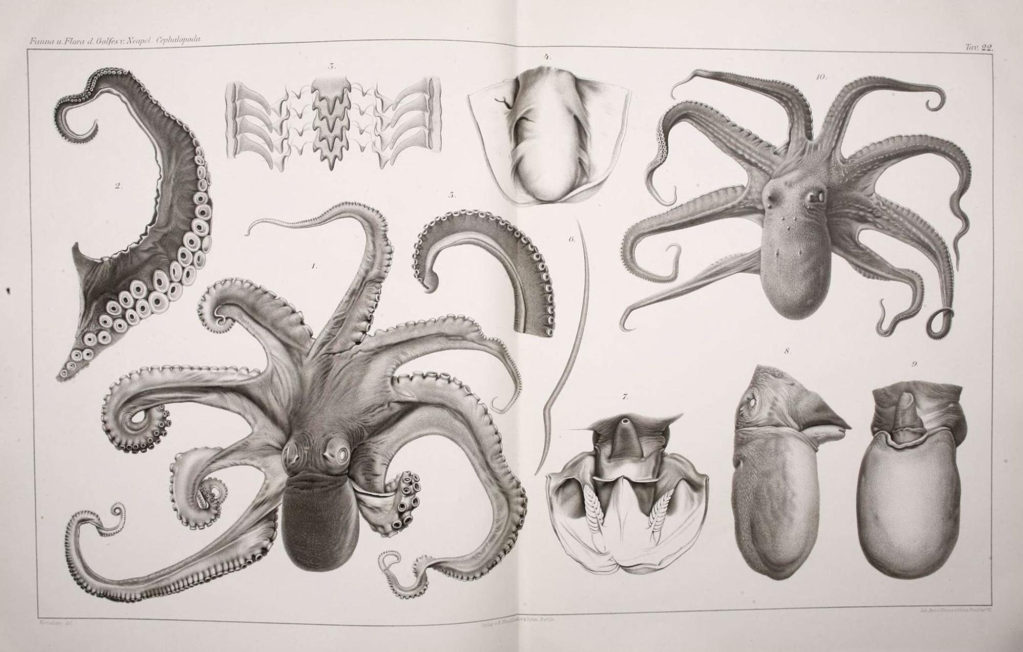 Jatta, G. J. (1896). Cefalopodi viventi nel Golfo di Napoli: Fauna u. Flora des Golfes von Neapel, 23, 224.