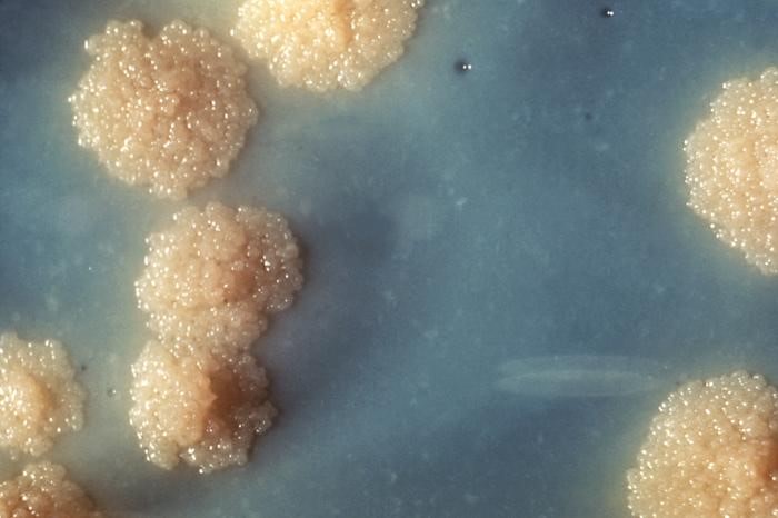 The discovery and visualisation of tuberculosis by Robert Koch in the 19th century was one of the events that contributed to the biased perception that all microbes are enemies to human health