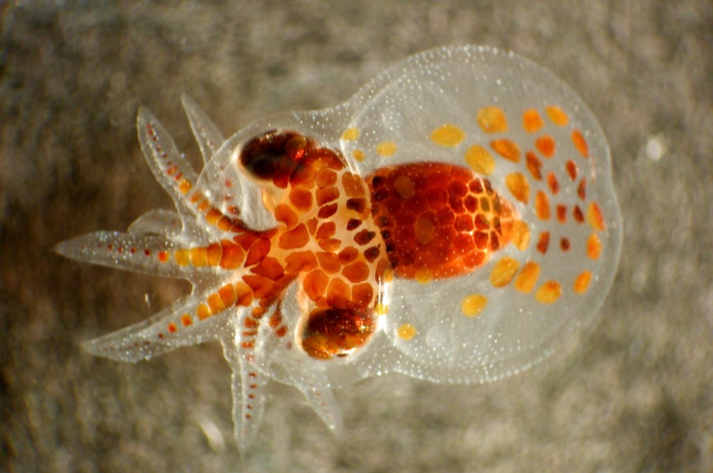 03. Octopus Larvae. Wikimedia Commons