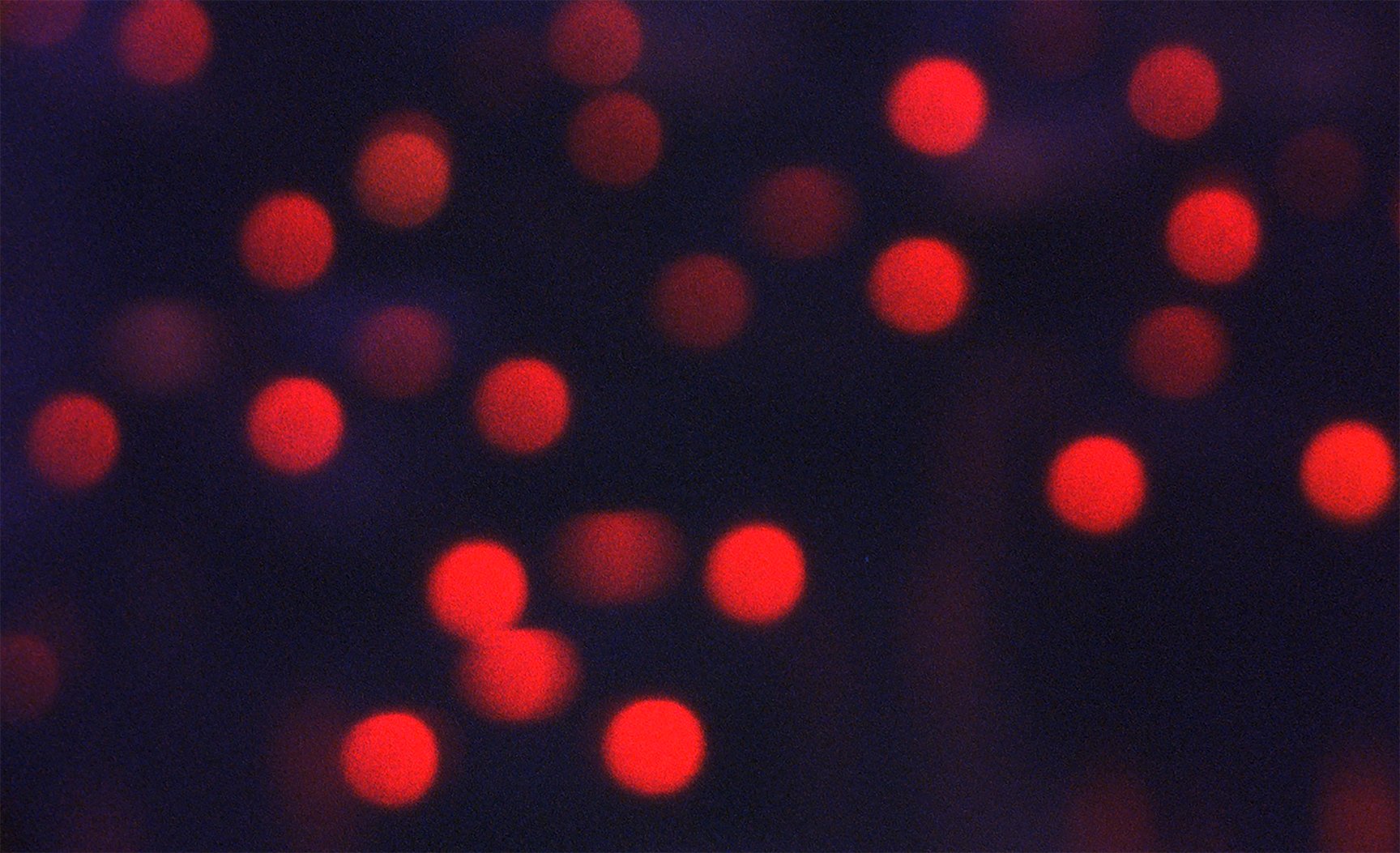 Ana Vaz, “É Noite na América”, still, 2021