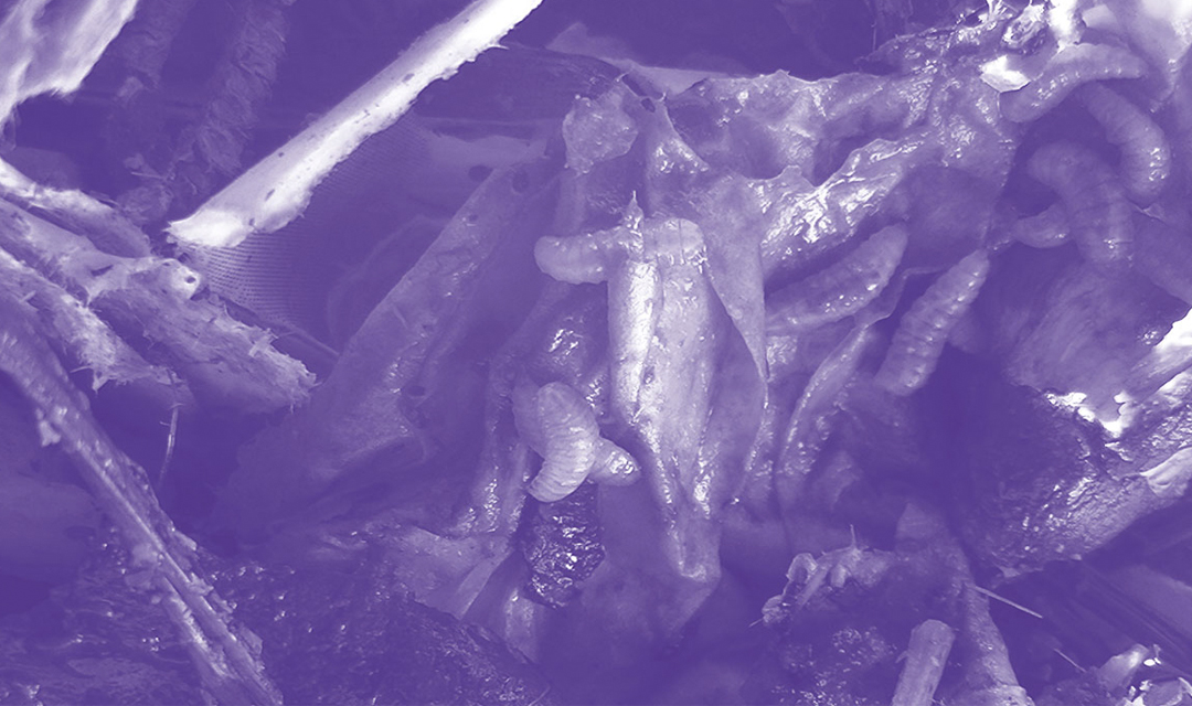 Metamorphosis, from the encounter with Emanuele Coccia, 2022.jpg