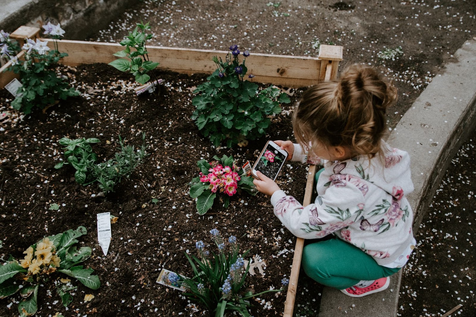 Little girl gardening and tending to a garden bed of flowers