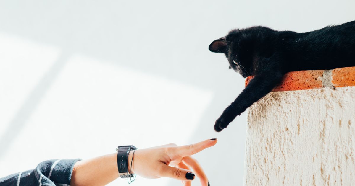 How It Works Chewy Autoship