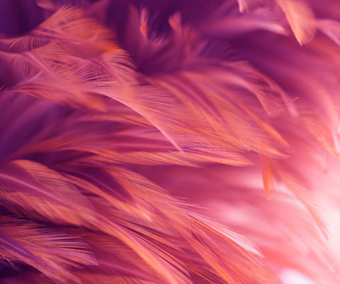 Stock Images Photos Vectors Video And Music Shutterstock