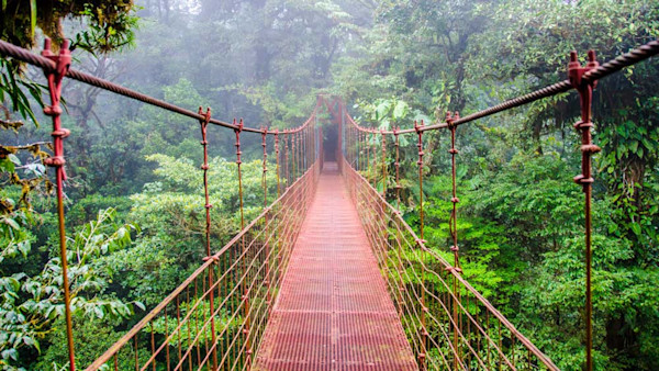 7 Epic Jungles Around the World and Their Wildlife