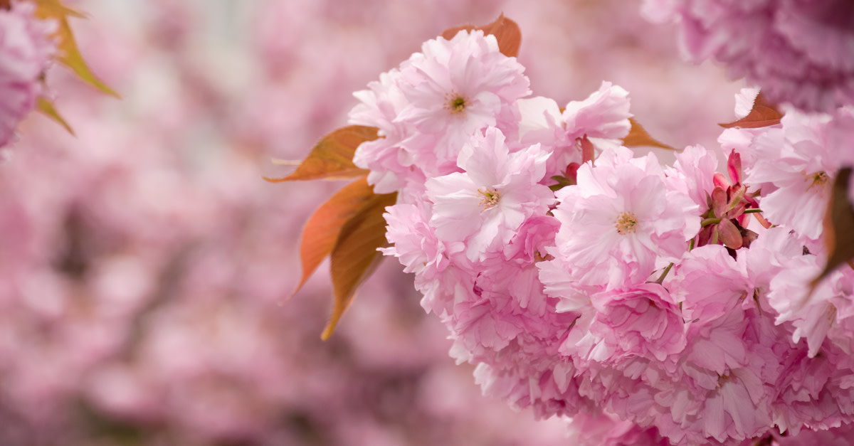 Download free spring stock images - Shutterstock