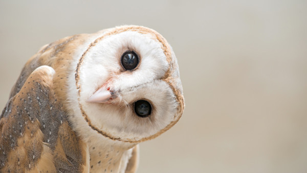 Trending animals/wildlife image 8