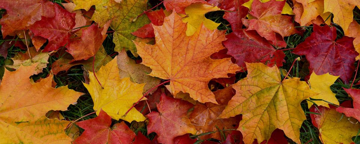 Beautiful Autumn Maple Leaf Laying On A Fallen Log Background, Picture Of A Maple  Leaf Background Image And Wallpaper for Free Download