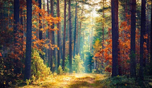 Spring Images, Pictures, Photos - Spring Photographs | Shutterstock