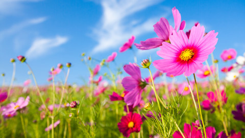 Stunning Spring Images, Pictures, Photos - Shutterstock