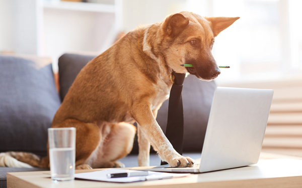 Dog images for websites