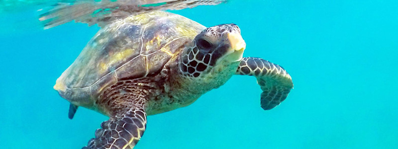 海洋生物 Images Pictures Photos 海洋生物 Photographs Shutterstock