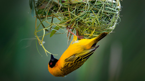 Trending animals/wildlife 6