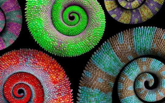 animal-print-color-palettes-cover