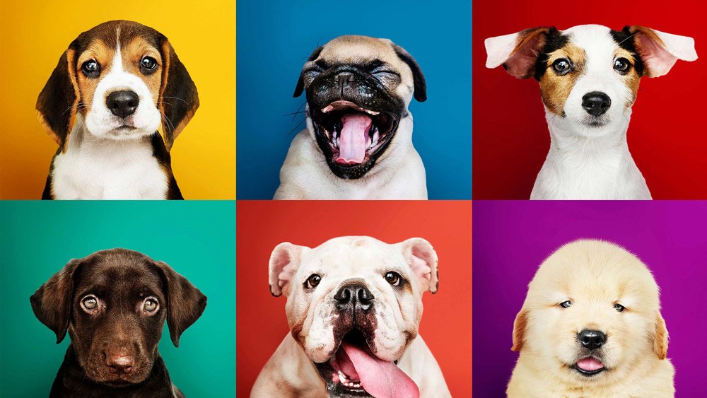 Dogs in Design: 10 Canine-Themed Projects That You’ll Love