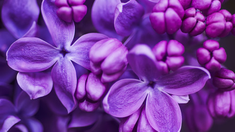 Flower Images, Pictures, Photos - Flower Photographs | Shutterstock