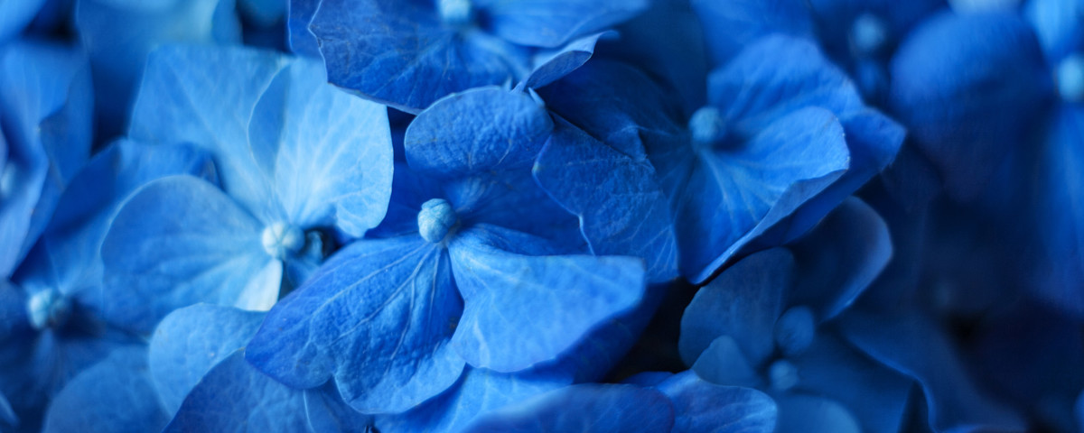 Ảnh, hình vẽ, hình ảnh về Flower - Ảnh chụp Flower | Shutterstock