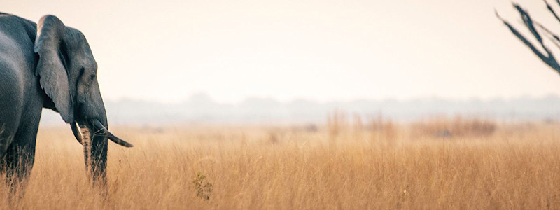 動物 野生生物の画像 写真 フォト素材 動物 野生生物の写真 Shutterstock