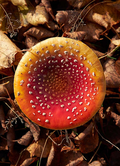 Shutterstock Brand Campaign