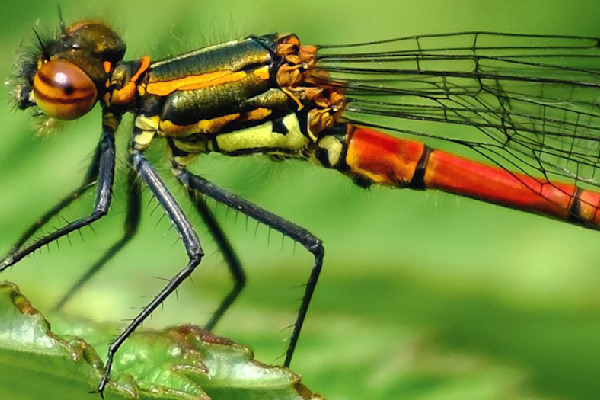 Bilder Av Insekter () Bilder Av Insekter