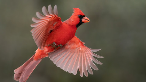 Birds Images, Pictures, Photos - Birds Photographs | Shutterstock